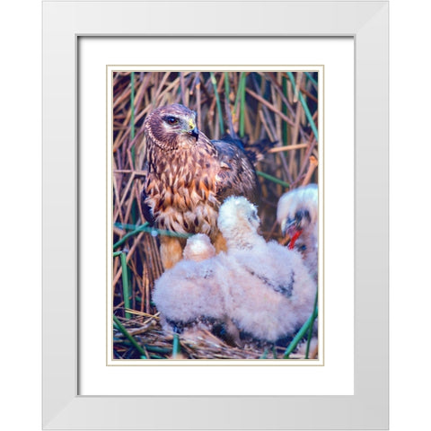 Marsh Hawks White Modern Wood Framed Art Print with Double Matting by Fitzharris, Tim