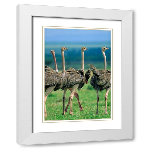 Young Ostriches-Kenya White Modern Wood Framed Art Print with Double Matting by Fitzharris, Tim
