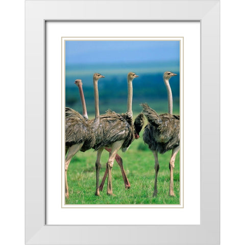 Young Ostriches-Kenya White Modern Wood Framed Art Print with Double Matting by Fitzharris, Tim