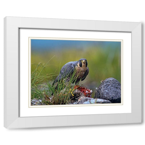 Peregrine Falcon with Duck White Modern Wood Framed Art Print with Double Matting by Fitzharris, Tim
