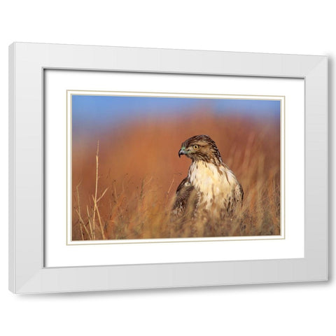 Redtail Hawk White Modern Wood Framed Art Print with Double Matting by Fitzharris, Tim