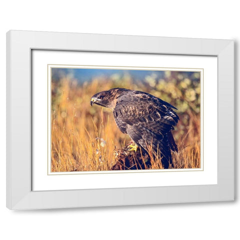 Red-tailed Hawk White Modern Wood Framed Art Print with Double Matting by Fitzharris, Tim