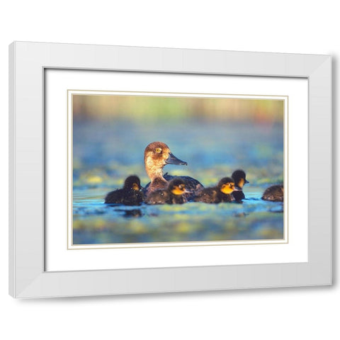 Lesser Scaup Hen with Young White Modern Wood Framed Art Print with Double Matting by Fitzharris, Tim
