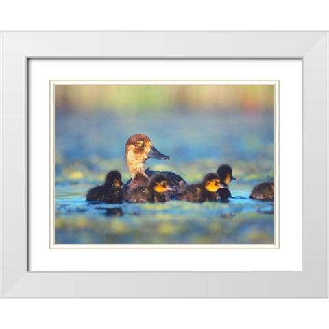 Lesser Scaup Hen with Young White Modern Wood Framed Art Print with Double Matting by Fitzharris, Tim