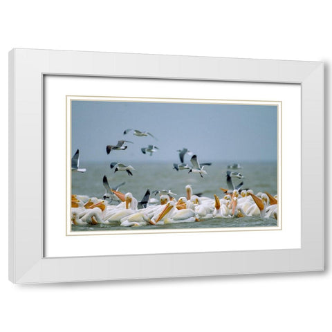 White Pelicans and Gulls Fishing-Texas Coast White Modern Wood Framed Art Print with Double Matting by Fitzharris, Tim