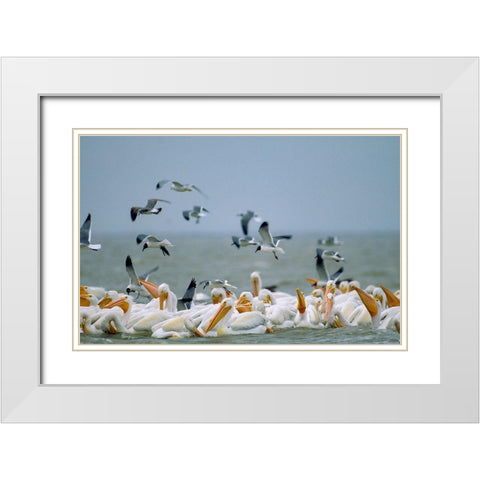 White Pelicans and Gulls Fishing-Texas Coast White Modern Wood Framed Art Print with Double Matting by Fitzharris, Tim