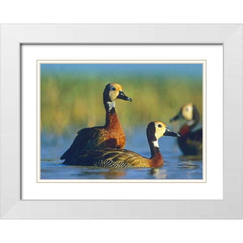 White-faced Tree Ducks-Kenya I White Modern Wood Framed Art Print with Double Matting by Fitzharris, Tim