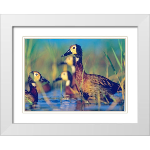 White-faced Tree Ducks-Kenya II White Modern Wood Framed Art Print with Double Matting by Fitzharris, Tim