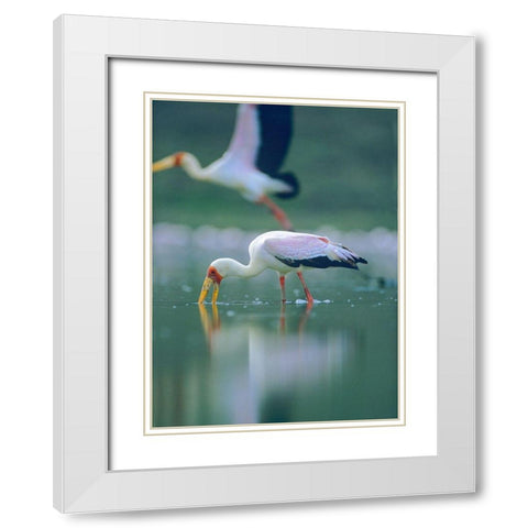 Yellow-billed Stork Feeding-Kenya White Modern Wood Framed Art Print with Double Matting by Fitzharris, Tim