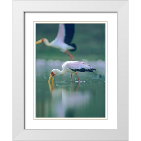 Yellow-billed Stork Feeding-Kenya White Modern Wood Framed Art Print with Double Matting by Fitzharris, Tim