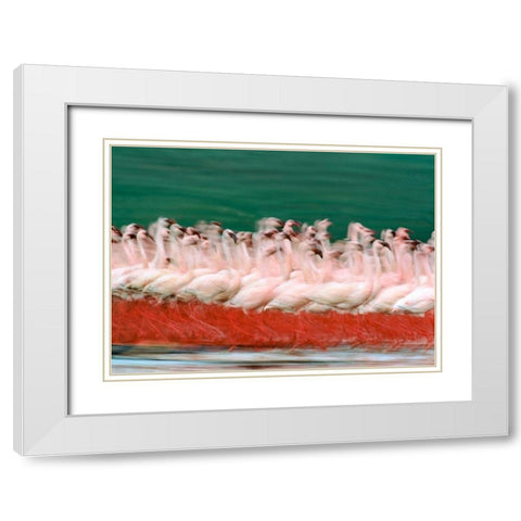 Lesser Flamingos Parading-Kenya White Modern Wood Framed Art Print with Double Matting by Fitzharris, Tim
