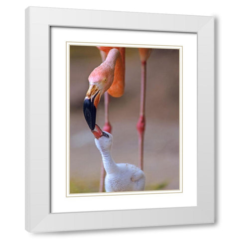Caribbean Greater Flamingo with Chick White Modern Wood Framed Art Print with Double Matting by Fitzharris, Tim