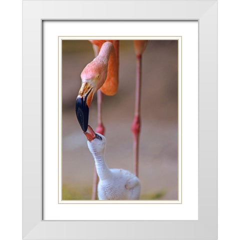 Caribbean Greater Flamingo with Chick White Modern Wood Framed Art Print with Double Matting by Fitzharris, Tim