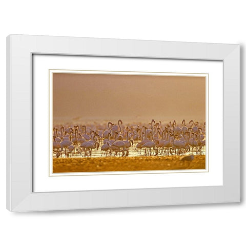 Lesser and Greater Flamingos-Lake Baringo-Kenya White Modern Wood Framed Art Print with Double Matting by Fitzharris, Tim