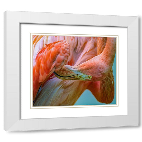 Caribbean Greater Flamingo Preening White Modern Wood Framed Art Print with Double Matting by Fitzharris, Tim