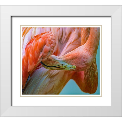 Caribbean Greater Flamingo Preening White Modern Wood Framed Art Print with Double Matting by Fitzharris, Tim