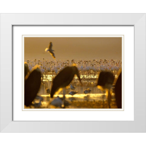 Lesser Flamingos and Marabou Storks-Kenya White Modern Wood Framed Art Print with Double Matting by Fitzharris, Tim