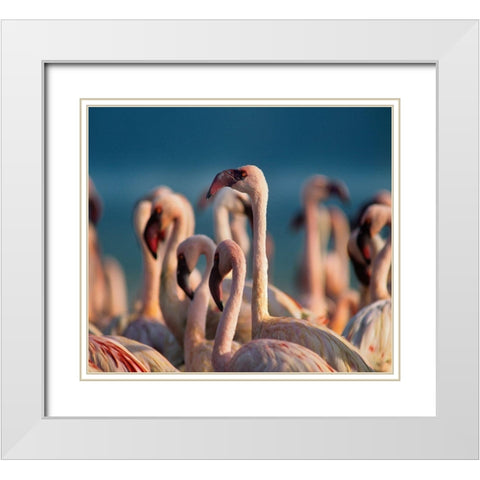 Lesser Flamingos White Modern Wood Framed Art Print with Double Matting by Fitzharris, Tim