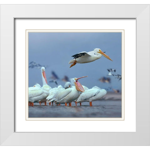 White Pelicans at Bolivar flats,Texas White Modern Wood Framed Art Print with Double Matting by Fitzharris, Tim