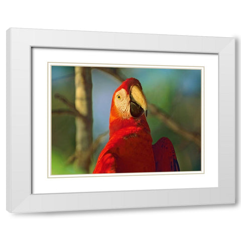 Scarlet Macaw White Modern Wood Framed Art Print with Double Matting by Fitzharris, Tim