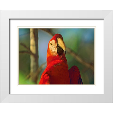 Scarlet Macaw White Modern Wood Framed Art Print with Double Matting by Fitzharris, Tim