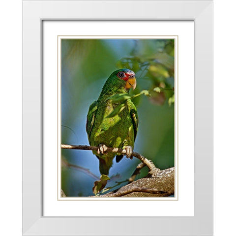 White-fronted Parrot I White Modern Wood Framed Art Print with Double Matting by Fitzharris, Tim