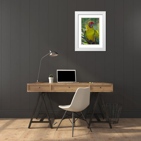 Great Green Macaw II White Modern Wood Framed Art Print with Double Matting by Fitzharris, Tim