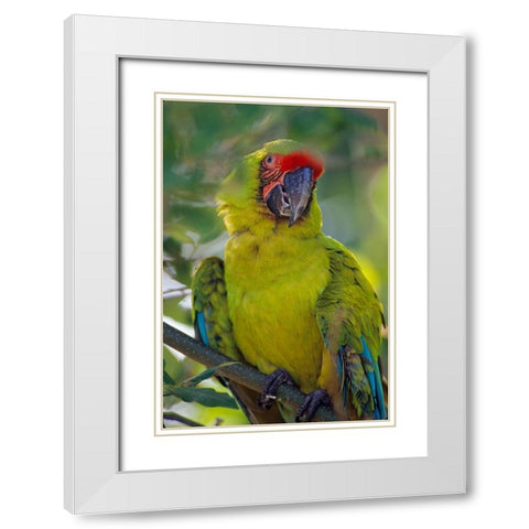 Great Green Macaw II White Modern Wood Framed Art Print with Double Matting by Fitzharris, Tim