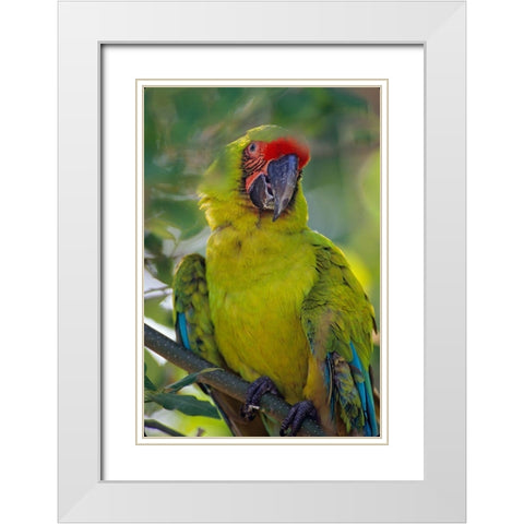 Great Green Macaw II White Modern Wood Framed Art Print with Double Matting by Fitzharris, Tim