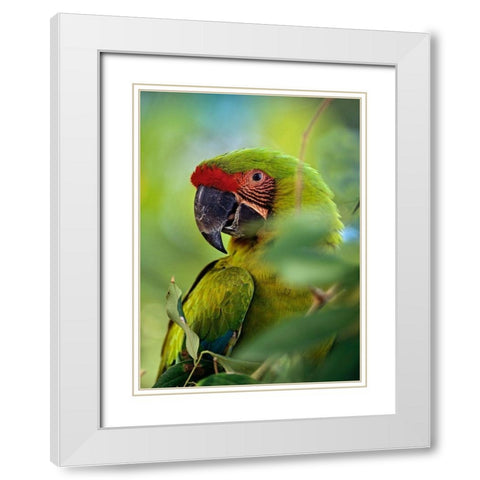Great Green Macaw III White Modern Wood Framed Art Print with Double Matting by Fitzharris, Tim