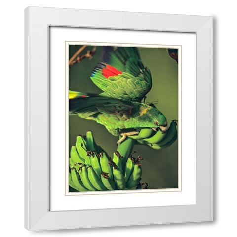 Yellow-naped Parrot White Modern Wood Framed Art Print with Double Matting by Fitzharris, Tim