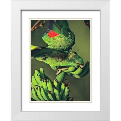 Yellow-naped Parrot White Modern Wood Framed Art Print with Double Matting by Fitzharris, Tim