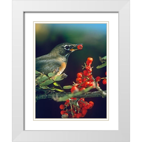 American Robin with Mountain Ash Berries White Modern Wood Framed Art Print with Double Matting by Fitzharris, Tim