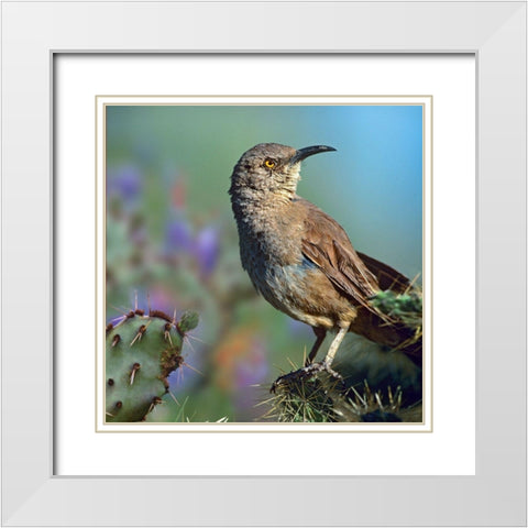 Curve-billed Thrasher-Arizona White Modern Wood Framed Art Print with Double Matting by Fitzharris, Tim