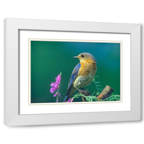 Eastern Bluebird Female I White Modern Wood Framed Art Print with Double Matting by Fitzharris, Tim