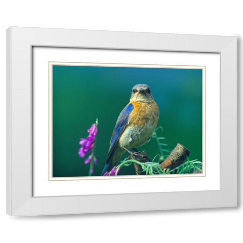 Eastern Bluebird Female II White Modern Wood Framed Art Print with Double Matting by Fitzharris, Tim