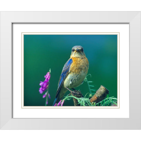 Eastern Bluebird Female II White Modern Wood Framed Art Print with Double Matting by Fitzharris, Tim