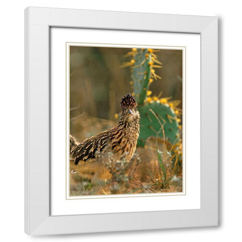 Greater Roadrunner White Modern Wood Framed Art Print with Double Matting by Fitzharris, Tim