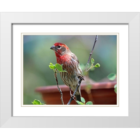 House Finch at Bird Feeder White Modern Wood Framed Art Print with Double Matting by Fitzharris, Tim