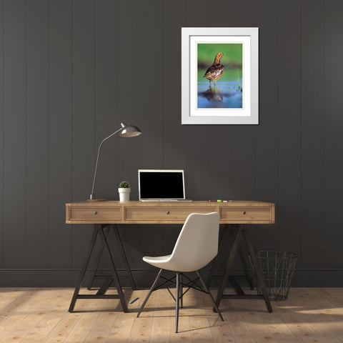 Long-billed Dowitcher Preening White Modern Wood Framed Art Print with Double Matting by Fitzharris, Tim