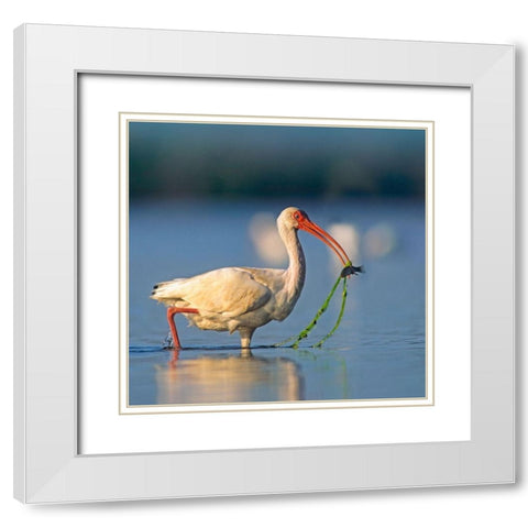 White Ibis with Fish White Modern Wood Framed Art Print with Double Matting by Fitzharris, Tim