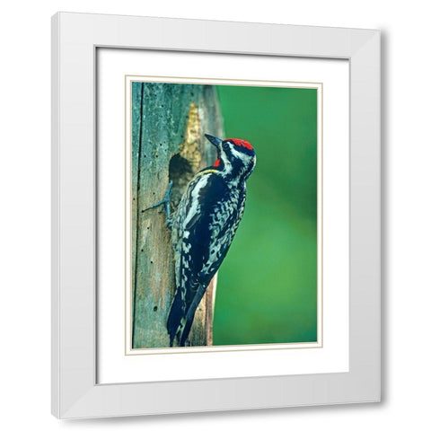 Yellow-bellied Sapsucker White Modern Wood Framed Art Print with Double Matting by Fitzharris, Tim