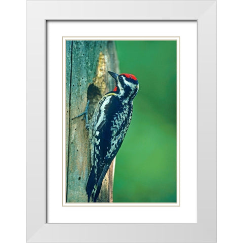 Yellow-bellied Sapsucker White Modern Wood Framed Art Print with Double Matting by Fitzharris, Tim