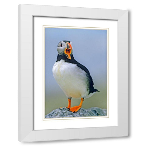 Atlantic Puffin I White Modern Wood Framed Art Print with Double Matting by Fitzharris, Tim