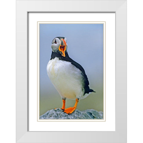 Atlantic Puffin I White Modern Wood Framed Art Print with Double Matting by Fitzharris, Tim