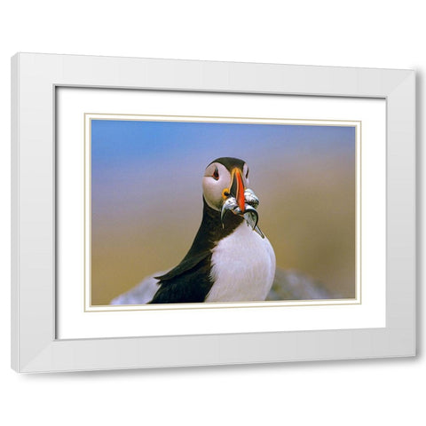 Atlantic Puffin IV White Modern Wood Framed Art Print with Double Matting by Fitzharris, Tim