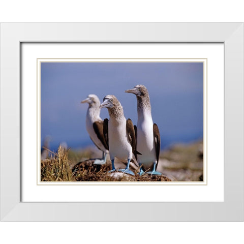 Blue-footed Boobies White Modern Wood Framed Art Print with Double Matting by Fitzharris, Tim