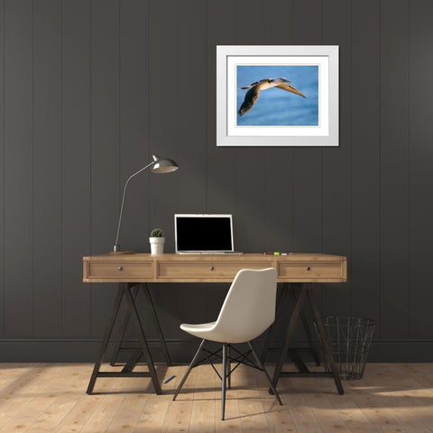 Blue-footed Booby in Flight White Modern Wood Framed Art Print with Double Matting by Fitzharris, Tim