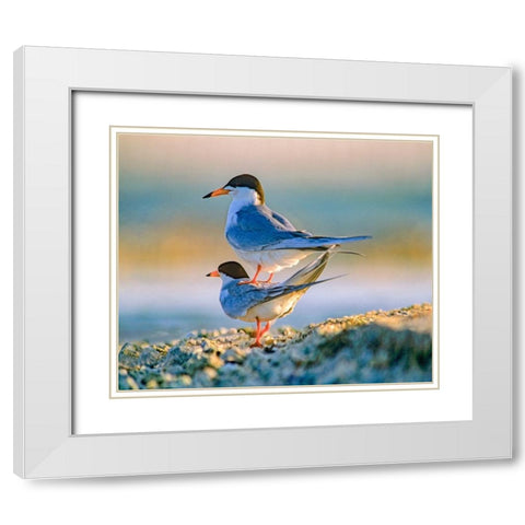 Common Terns White Modern Wood Framed Art Print with Double Matting by Fitzharris, Tim