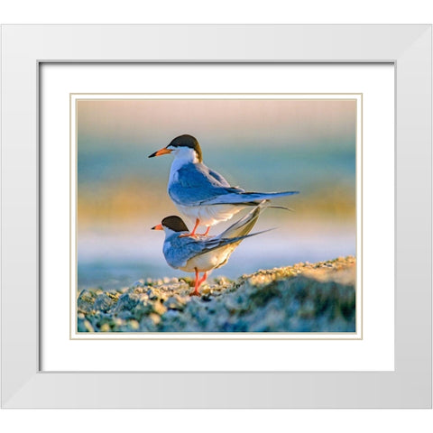 Common Terns White Modern Wood Framed Art Print with Double Matting by Fitzharris, Tim